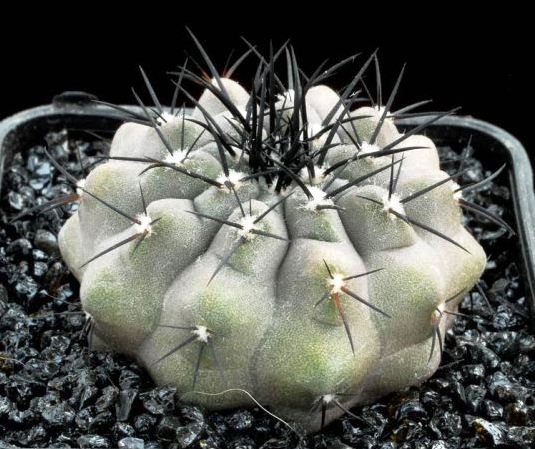 Copiapoa_lembkei_1